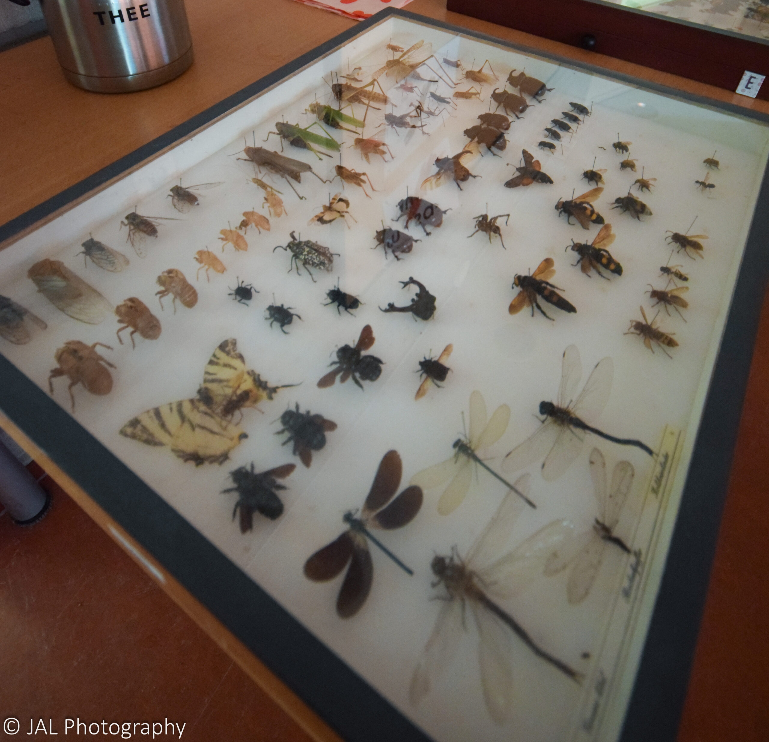 De Lezing: Wondere Wereld der Insecten.